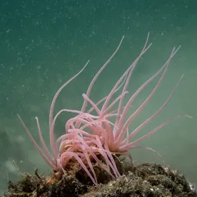 Pink tube anemone